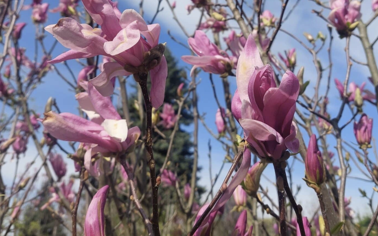 MAGNÓLIÁK A KERTBEN