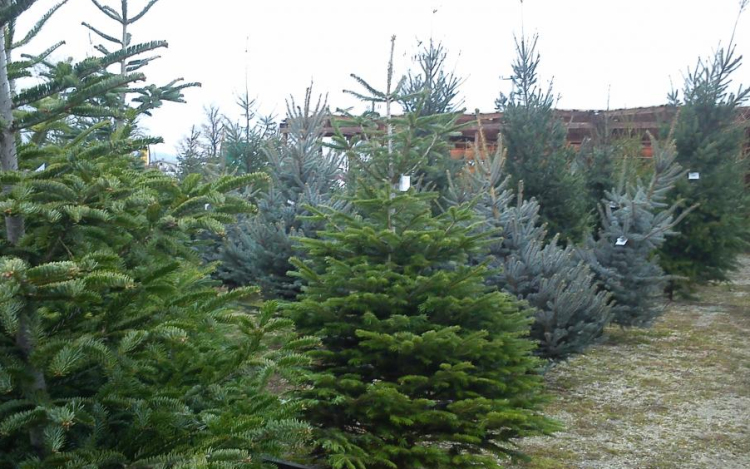 Agroinform.hu: a fenyőfát vásárlók háromnegyede idén is hazai termelők termékeit díszítheti fel